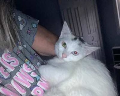 Cloud - Domestic Shorthair Female Cat for Adoption