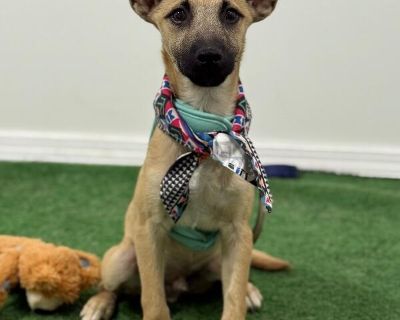 Exciting News: This adorable pup will be at an adoption event near you! Check our website: https://AmazingDogsRescue.org/dogs/ Or call 888.508.8943 (Monday to Sunday, 8 AM to 8 PM).. Out-of-town pets are cared for by non-local organizations who can make arrangements for the pet to be transported to your area. Learn More. Puppy Male Medium Yellow / Tan / Blond / Fawn , White / Cream