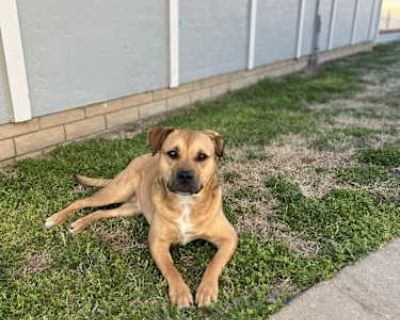 Iris - Mutt Female Dog for Adoption