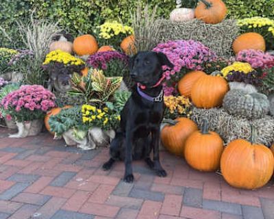 Zoey - German Shepherd Dog/Labrador Retriever Mix Female Dog for Adoption