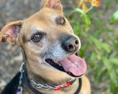 Rosco - Hound (Unknown Type)/Shepherd (Unknown Type) Mix Male Dog for Adoption