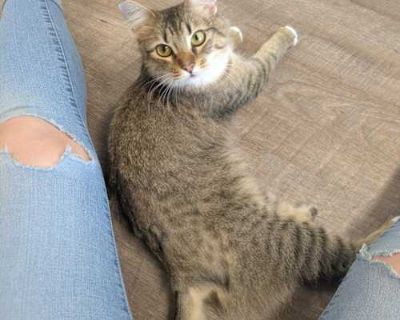 Say hello to little miss Ivy! This sweet gal is just as cute as can be and she had a darling personality to match. Ivy came to Forgotten Felines when a good Samaritan brought her in thinking she had a broken leg. She does walk with a limp, but not because of a break, but because she is missing a foot! Ivy was likely born without one of her little back feet, and it doesn't slow her down one bit....