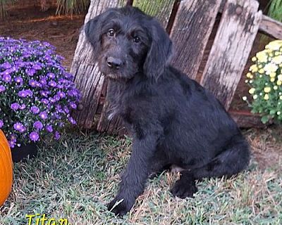 Titan - Golden Retriever/Poodle (Standard) Mix Male Puppy for Adoption