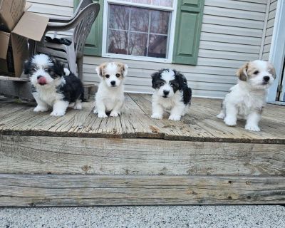 4 Puppies for sale. Corgi/poodle mix