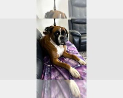 Loki III - Male Boxer Adult Dog for Adoption