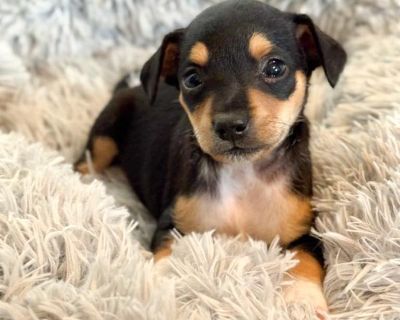 Dillon - Chihuahua Mix Male Puppy for Adoption