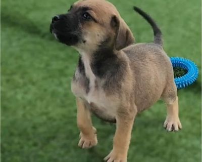 Chante - Boxer Mix Female Puppy for Adoption