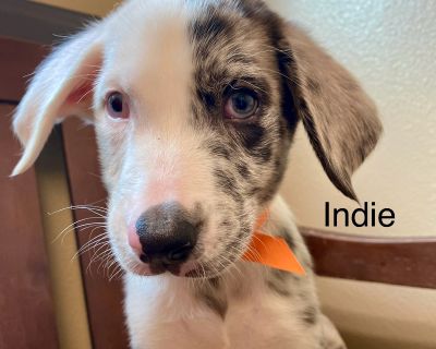 Indie - Australian Cattle Dog / Blue Heeler Mix Male Puppy for Adoption