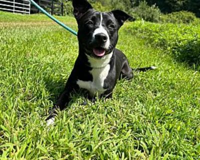 Mary~meet me! - Labrador Retriever/Jack Russell Terrier Mix Female Puppy for Adoption