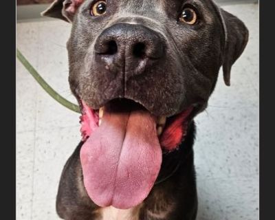 GREYSON - Male Adult American Staffordshire Terrier mix for Adoption