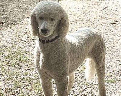 Harvey (Guapo) - Poodle (Standard) Male Dog for Adoption