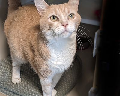 Bodink - Domestic Short Hair & Tabby Mix Male Cat for Adoption