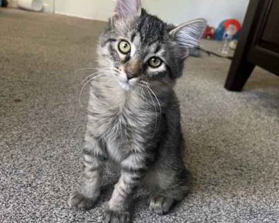 Autumn - Domestic Mediumhair Female Cat for Adoption