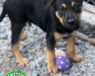 Mystery - German Shepherd Dog & Poodle Mix Male Dog for Adoption