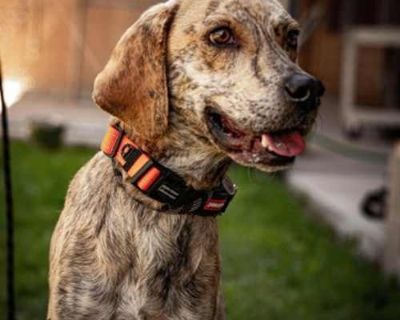 Brass - Mixed Breed (Medium) Male Dog for Adoption