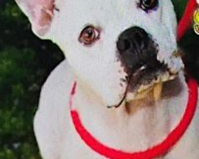 Franchesca - French Bulldog Female Dog for Adoption