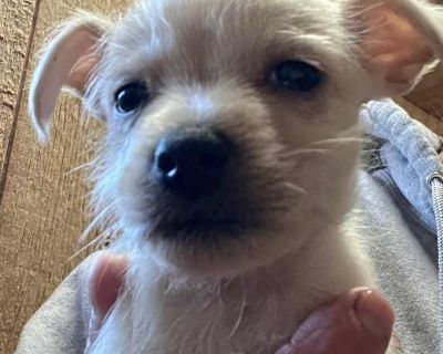 The Little 4 Puppies - Silky Terrier Female Puppy for Adoption