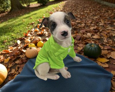 THE FOLLOWING PET IS FOSTERED IN TEXAS BUT AVAILABLE FOR TRANSPORT!!! Details below Meet Bruno! Bruno, the only boy in the Pop Star litter, is ready to steal the spotlight! This little rockstar has enough charisma and rhythm to lead the whole band. He s full of energy and fun always the first to start the puppy mosh pit and the last to leave the stage. Whether he s wrestling with his sisters, c...