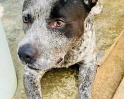 Cash - Blue Heeler/Mixed Breed (Large) Mix Male Dog for Adoption