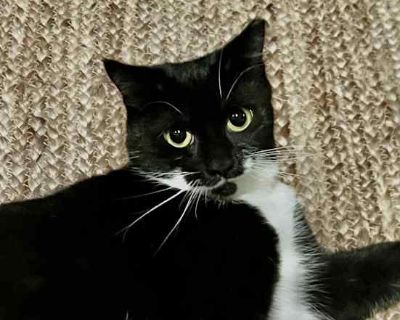 Meet Kira, a stunning one-year-old tuxedo cat with a heart full of love and a story of resilience. Affectionately nicknamed "Mouthy" for her charming meows, Kira had a tough start living outdoors, where she proved her strength as a devoted mother to her litter of kittens. Now thriving in her foster home, she s a superstar with other animals, showing remarkable patience and understanding, even w...