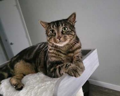 Kirby - Tabby Male Cat for Adoption