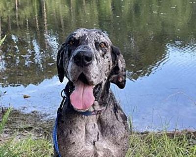 Martin - Great Dane Male Dog for Adoption