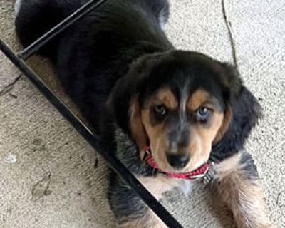 SASSY - Basset Hound/Australian Shepherd Mix Female Puppy for Adoption