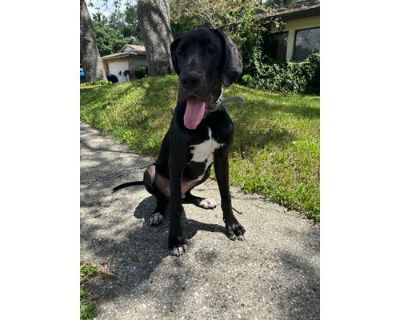 Jake - Great Dane Male Puppy for Adoption