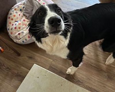 Piper - Border Collie Female Dog for Adoption