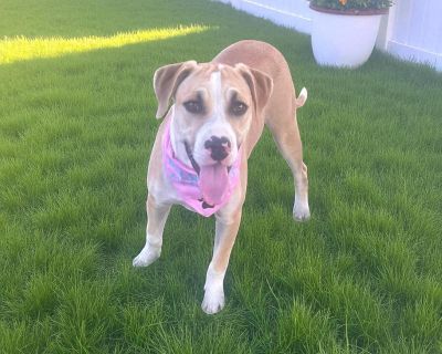 THE FOLLOWING PET IS FOSTERED IN TEXAS BUT AVAILABLE FOR TRANSPORT!!! Details below Meet Vegas! What happens in the yard definitely doesn t stay in the yard when Vegas is around she brings the party wherever she goes! This bold, confident girl loves to make a splash (literally) and can t resist any chance to play in the water. She s outgoing, full of personality, and absolutely adores being the...