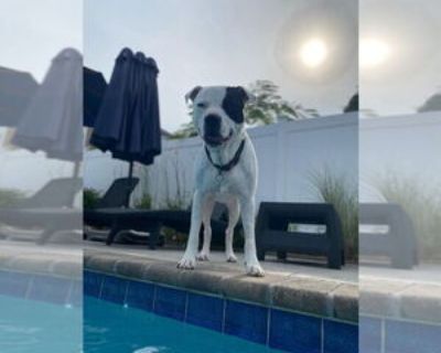 Adult * Location New York, NY, 10028 USA USA *. Posted Breed: Pit Bull Terrier / Mixed (short coat). Beau (SC) is a 70 lb. neutered male Pit Bull Terrier mix. Our veterinary partner estimated that Beau was 2 years old at the time of intake in September 2021. Beau is a super sweet, gentle, friendly boy who is good with people. Although Beau loves children, he's a big guy who doesn't know his own...