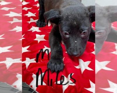 Miles (Lila's Litter) - American Pit Bull Terrier-German Shepherd Dog Mix Male Puppy for Adoption