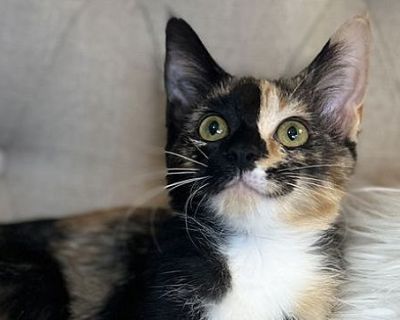 Poppy - Calico Cat for Adoption