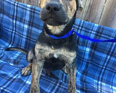 Austin - Mixed Breed (Medium) Male Puppy for Adoption