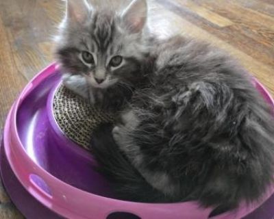 Jay - Maine Coon Male Kitten For Sale