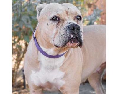 Daisy - American Staffordshire Terrier Female Dog for Adoption