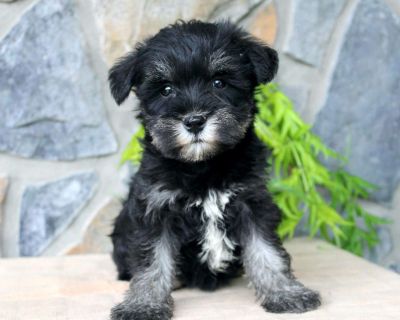 Darla - 8 Weeks Female Miniature Schnauzer Puppy for Sale