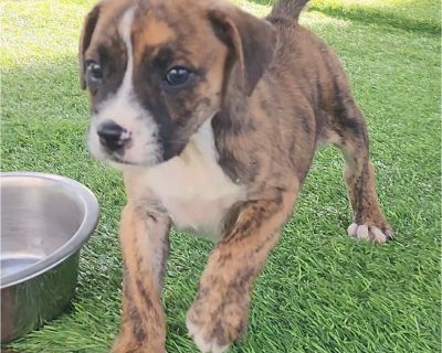 Doux - Boxer Mix Male Puppy for Adoption