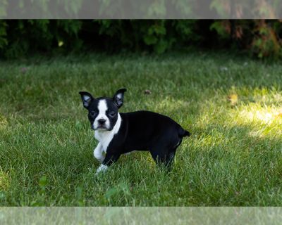 Jewel - Boston Terrier Female Puppy for Sale