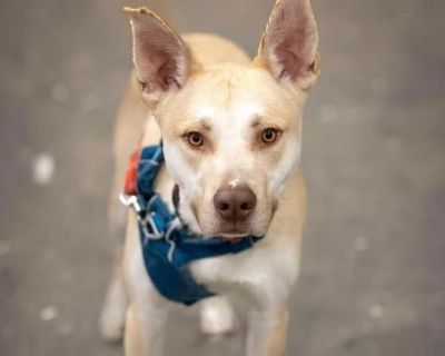Calder - American Pit Bull Terrier Male Dog for Adoption