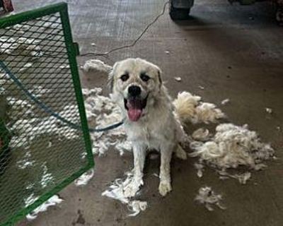 Bear - Great Pyrenees Male Dog for Adoption