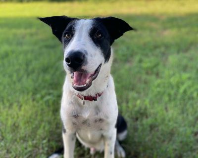 Millam- Soft on the outside - Australian Cattle Dog / Blue Heeler Mix Male Dog for Adoption