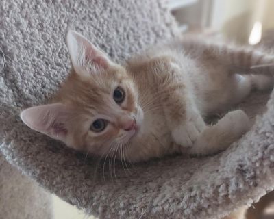 Wilma Flintstone & Betty Rubble - BONDED - American Shorthair Female Cat for Adoption