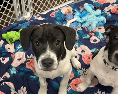 Spot - Black Labrador Retriever Mix Male Puppy for Adoption