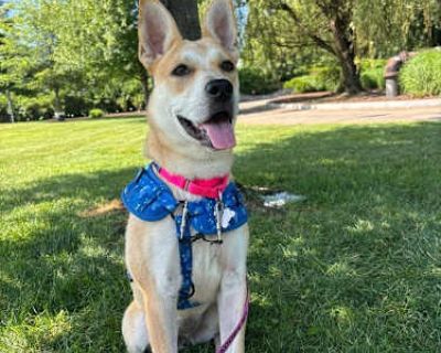 Hidalgo - Cattle Dog Female Dog for Adoption