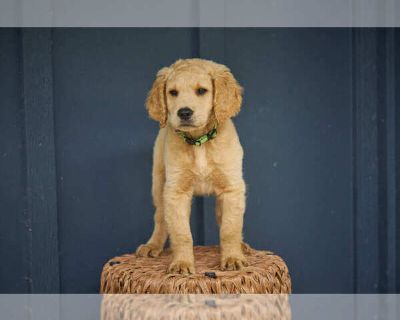 Litter of 4 - Goldendoodle Male Puppy for Sale