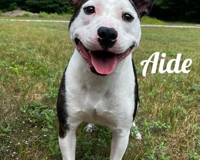 Aide - Pit Bull Terrier Female Dog for Adoption