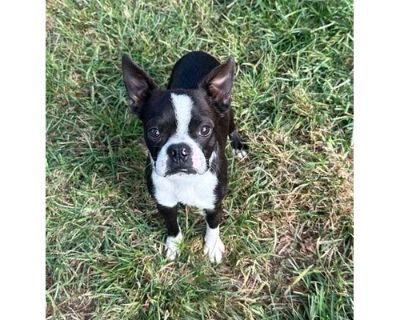 Marty - Boston Terrier Male Dog for Adoption