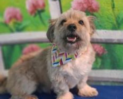 Berkley (Middle East) KP - Cairn Terrier Male Dog for Adoption