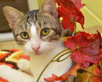 Maple - Domestic Short Hair & Tiger Mix Female Cat for Adoption